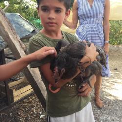 Nos oeufs et nos poules...