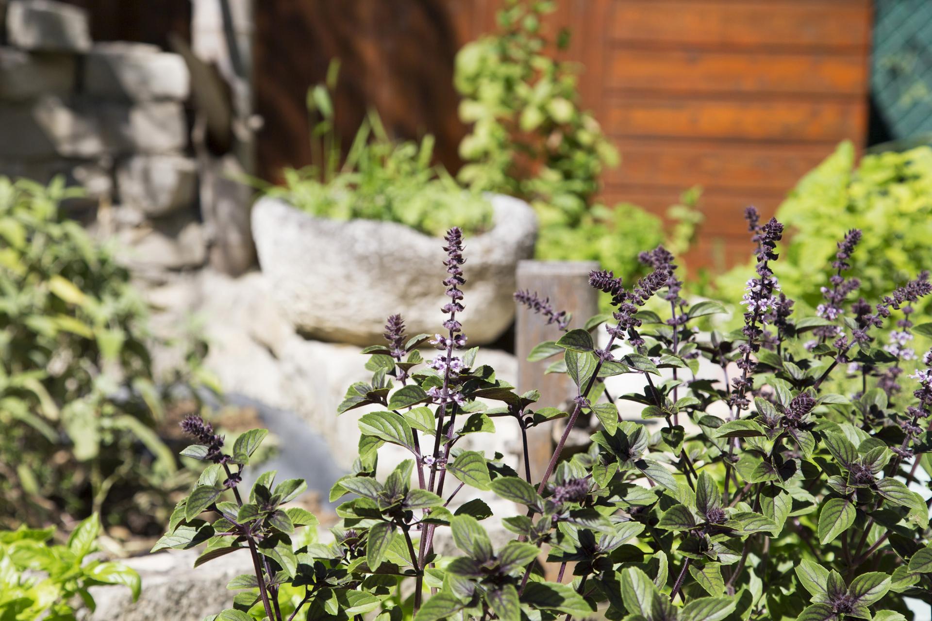 Shooting de l'atelier du 03/07/17 - Chef Christophe Carlotti - Volaille Objectif Zéro Déchet