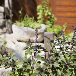 Shooting de l'atelier du 03/07/17 - Chef Christophe Carlotti - Volaille Objectif Zéro Déchet