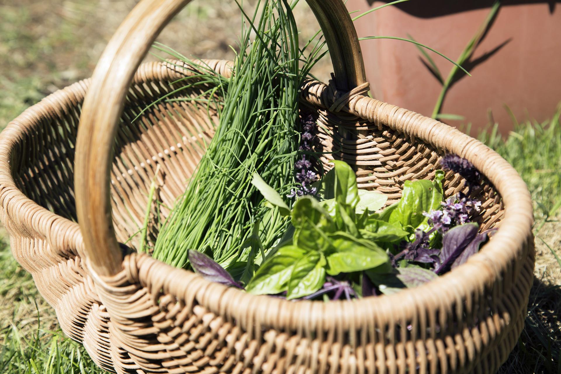 Shooting de l'atelier du 03/07/17 - Chef Christophe Carlotti - Volaille Objectif Zéro Déchet