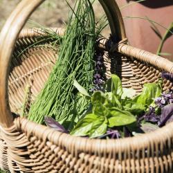Shooting de l'atelier du 03/07/17 - Chef Christophe Carlotti - Volaille Objectif Zéro Déchet